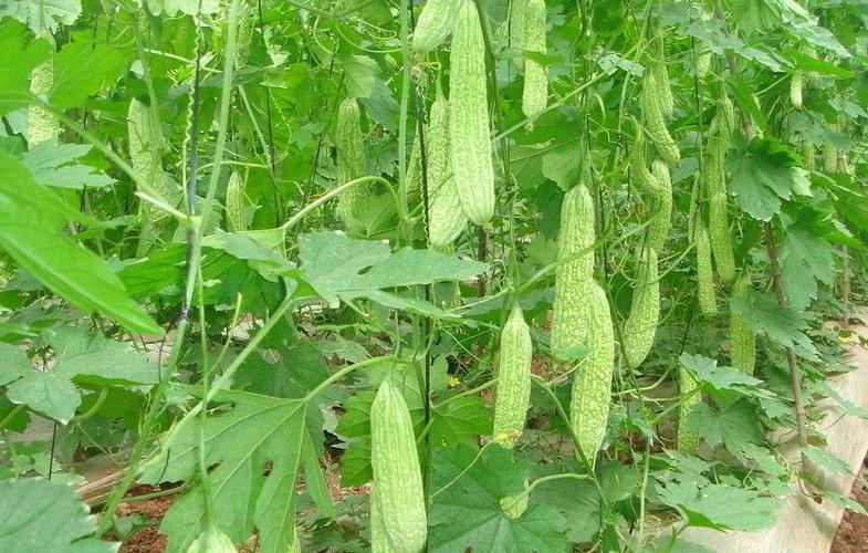 苦瓜配送-西安蔬菜配送